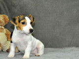 À vendre : un chiot Jack Russell Terrier mâle tricolore (non LOF)