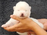 Réservation de 4 chiots Akita Inus mâles (LOF) blancs ou bringés