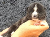 Réservation de 4 chiots Akita Inus mâles (LOF) blancs ou bringés
