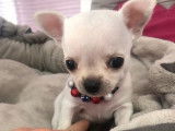 R&eacute;servation d&rsquo;un chiot Chihuahua m&acirc;le blanc &agrave; poil court (LOF)