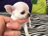 R&eacute;servation d&rsquo;un chiot Chihuahua m&acirc;le blanc &agrave; poil court (LOF)