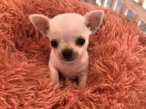 R&eacute;servation d&rsquo;un chiot Chihuahua m&acirc;le blanc &agrave; poil court (LOF)