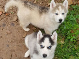 Réservation de 6 chiots Huskies Sibériens (LOF)
