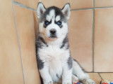 Réservation de 6 chiots Huskies Sibériens (LOF)
