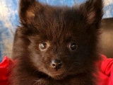Vente de chiots Spitz (non LOF) marron ou noirs