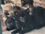 Vente de chiots Spitz (non LOF) marron ou noirs