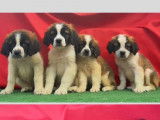 À vendre : 4 chiots Saint-Bernard femelles tricolores (non LOF)