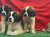 À vendre : 4 chiots Saint-Bernard femelles tricolores (non LOF)