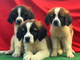 À vendre : 4 chiots Saint-Bernard femelles tricolores (non LOF)