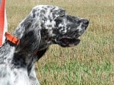 Vente d’un chien Setter Anglais bleu belton âgé de 6 ans (LOF)