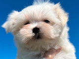 Vente de 2 chiots Bichons Maltais femelles blancs (LOF)