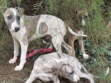 À vendre : 3 chiots Whippet (LOF)