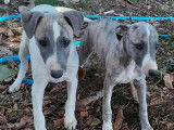 À vendre : 3 chiots Whippet (LOF)