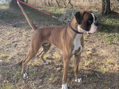 Boxer LOF pour saillie