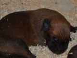 Réservation de chiots Bergers Belges Malinois LOF