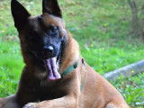 Réservation de chiots Bergers Belges Malinois LOF