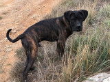 9 chiots Cane Corso LOF &agrave; vendre