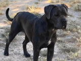 9 chiots Cane Corso LOF &agrave; vendre