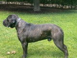9 chiots Cane Corso LOF &agrave; vendre