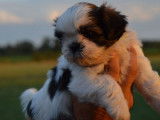 À réserver : 5 chiots femelles Shih Tzu LOF