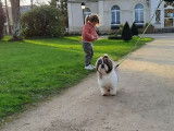 À réserver : 5 chiots femelles Shih Tzu LOF