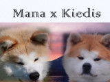 Réserver de 2 chiots femelles Akita Inus blanches LOF