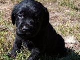 Réservation pour 6 chiots Labrador LOF