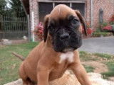 4 chiots Boxers fauves mâles à vendre, LOF