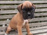 4 chiots Boxers fauves mâles à vendre, LOF