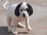 &Agrave; vendre : 3 chiots Setters Anglais m&acirc;les tricolores LOF