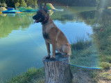 Malinois LOF disponible pour saille