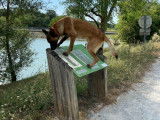 Malinois LOF disponible pour saille