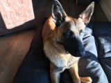 Malinois LOF disponible pour saille