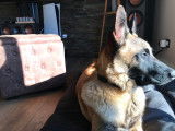 Malinois LOF disponible pour saille