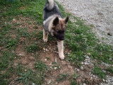 Chiots Elkhounds LOF à vendre