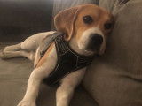 Étalon Beagle LOF pour saillie