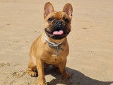 De race Bouledogue Français disponible pour saillie