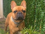 De race Bouledogue Français disponible pour saillie