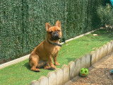 De race Bouledogue Français disponible pour saillie