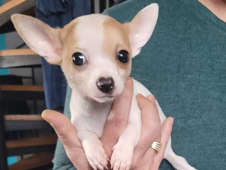 Magnifique petit chiot Chihuahua à vendre