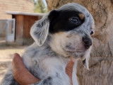 Chiots Setter Anglais tricolores LOF à vendre