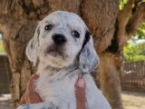 Chiots Setter Anglais tricolores LOF à vendre