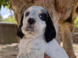 Chiots Setter Anglais tricolores LOF à vendre