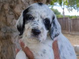 Chiots Setter Anglais tricolores LOF à vendre