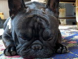 Bouledogue Français disponible pour saillie