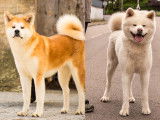 Chiots Akita Inu LOF disponibles