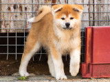 Chiots Akita Inu LOF disponibles