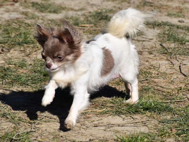 Femelle Chihuahua à poil  long avec pedigree à vendre