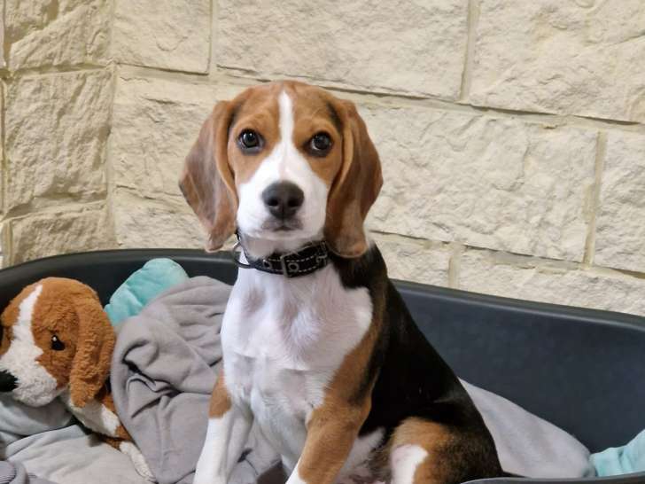 Beagle de 3 mois à vendre