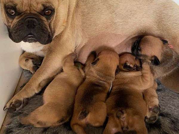 À réserver : 7 chiots Bouledogues Français fauves LOF